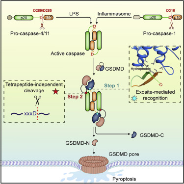 CellCellPress's tweet image. In the latest issue of #Cell: #structual information provides insight into how site-specific processing of #caspases allows for #cleavage of pore-forming #protein gasdermin D to result in #pyroptosis bit.ly/39yjWm4