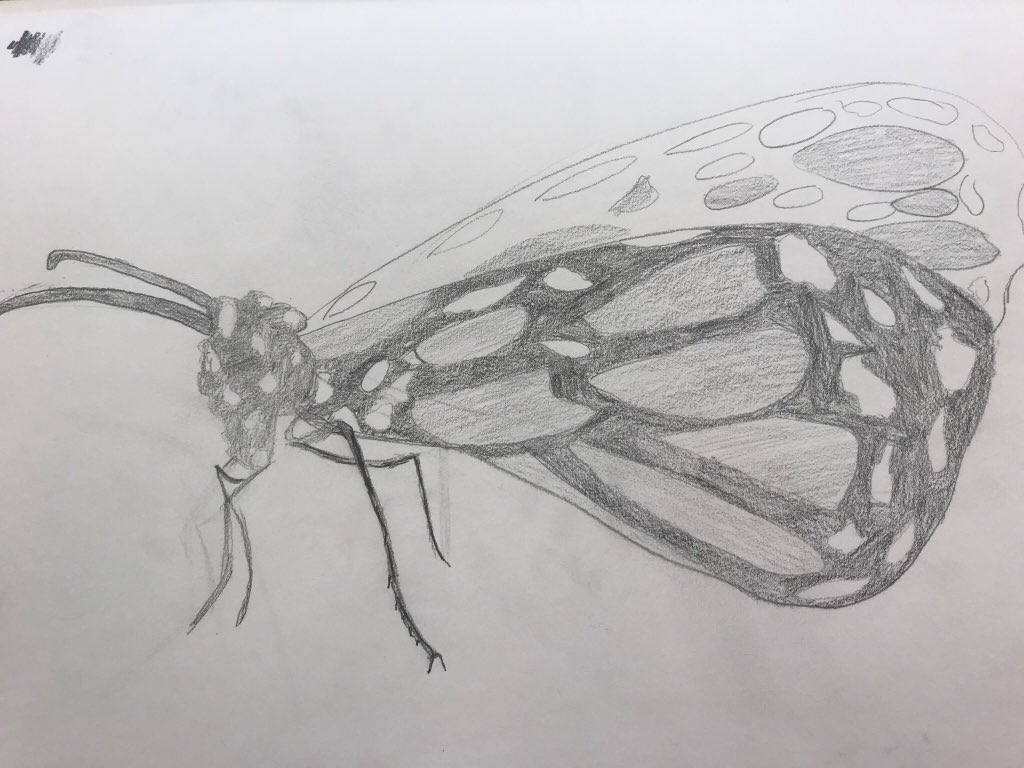 littleMissArty1's tweet photo. What makes me smile???.....when my year 5 mini artists can draw mini beasts like this!!!👏👩🏻‍🎨❤️ #ObservationalDrawing #TonalShading #ItsABugsLife #EMSMiniArtists https://t.co/Wjh8ijBUDl