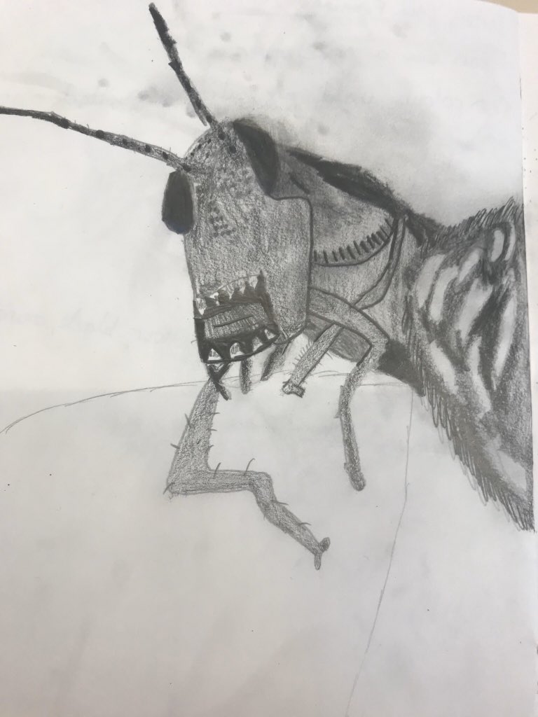 littleMissArty1's tweet photo. What makes me smile???.....when my year 5 mini artists can draw mini beasts like this!!!👏👩🏻‍🎨❤️ #ObservationalDrawing #TonalShading #ItsABugsLife #EMSMiniArtists https://t.co/Wjh8ijBUDl