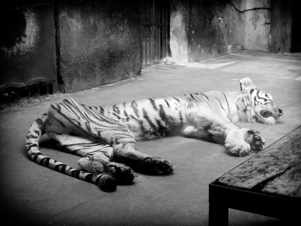 Did you know that there are more than 10,000 tigers in captivity all over the world?

What can you do? Visit the following link and SIGN THE PETITION TO END THIS NOW- smarturl.it/MAAC_Petition

#MAAC #SaveThemWithSound #Tigers #StayWild