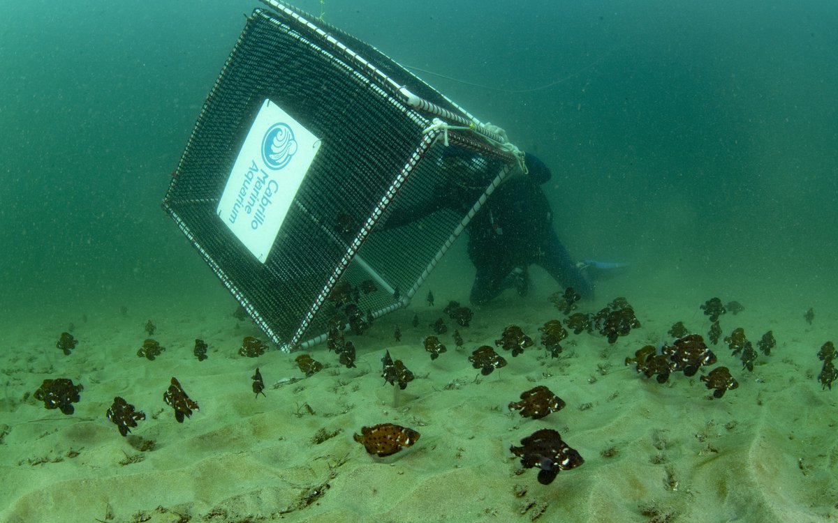 So great! Hundreds of baby giant sea bass released in Southern California by <a href="/CabrilloAqua/">Cabrillo Marine Aquarium</a> <a href="/AquariumPacific/">Aquarium of the Pacific</a>: mbayaq.co/2TNjRUY Our <a href="/MontereyAq/">Monterey Bay Aquarium</a> team is documenting the life history of the critically endangered species: mbayaq.co/1ppwF2V <a href="/latimes/">Los Angeles Times</a> #OceanOptimism
