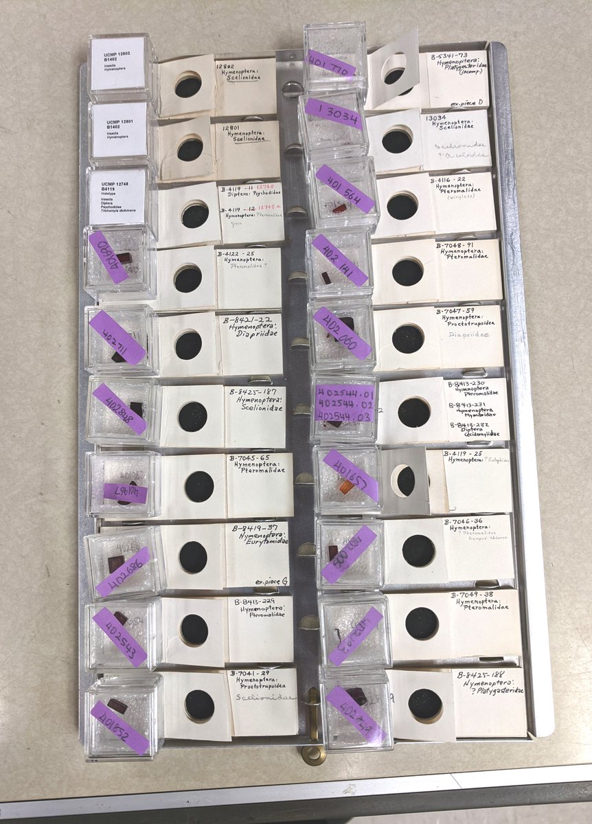 bfi_PEN_IMLS's tweet photo. It's #FossilFriday and we're so excited! 59 Chiapas Mexican #amber #parasiticwasps made their way back from Canada to @ucmpberkeley after 54 years! May be UCMP record for most outstanding loan? @FossilInsectTCN @US_IMLS https://t.co/Jj0V4TESjd