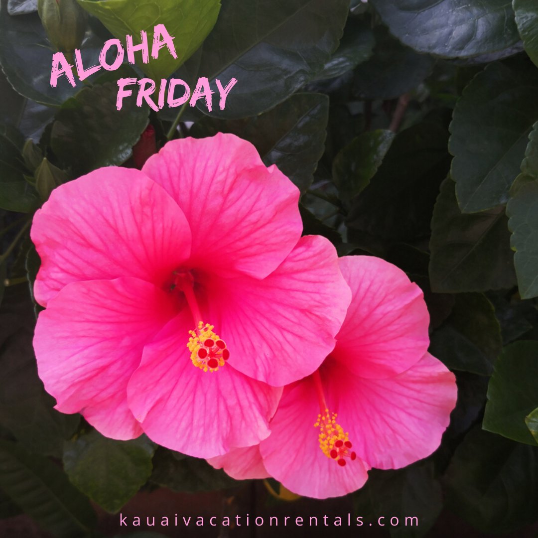 Aloha Friday! 🌴
“Every flower is a soul blossoming in nature.” 
– Gerard De Nerval
Come stay with us.

#alohafriday #vacationrentals #flowers #hibiscus #Kauai #vacation #travel #hawaiianislands