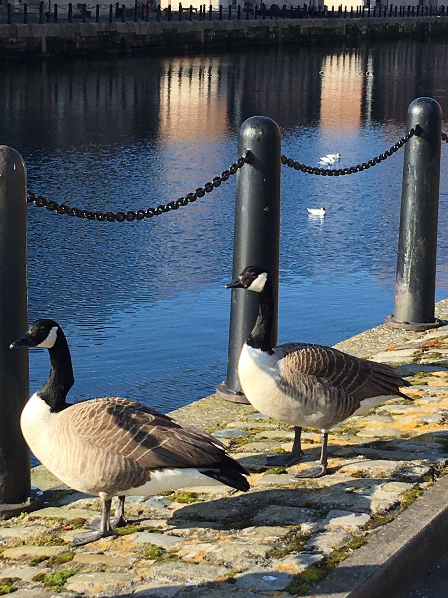 SusanCu51928609's tweet photo. @WaterlooDock @SAVEBrit @HistoricEngland @UNESCO @TheGreenParty @LiverpoolParish @Natures_Voice This is their place like ours, we love it https://t.co/3dwGFSBDBX