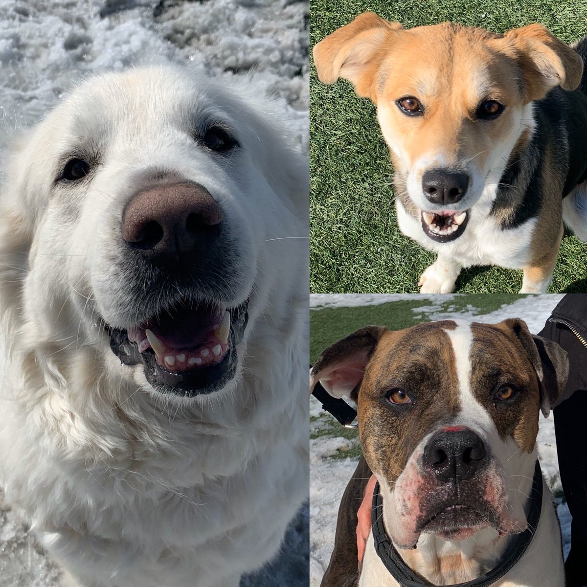 american bulldog and great pyrenees mix