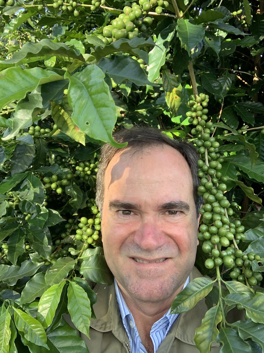 Brazcof's tweet photo. Coffee looking good in Brazil Fazenda Cachoeira da Grama ! https://t.co/dlZfsGhXtL