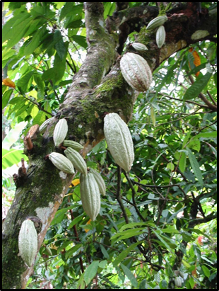 "Chocolate" has to go through a lot of processing.The core ingredient comes from the seeds of the Theobroma cacao tree. Seed pods grow from the tree's trunk, though many early European illustrators assumed this was a mistake and drew the pods on branches 2/8