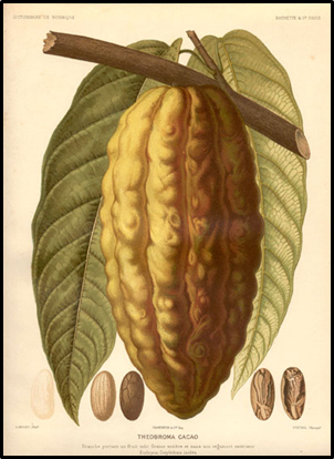 "Chocolate" has to go through a lot of processing.The core ingredient comes from the seeds of the Theobroma cacao tree. Seed pods grow from the tree's trunk, though many early European illustrators assumed this was a mistake and drew the pods on branches 2/8