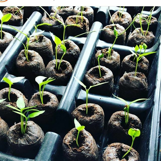 white_space_co's tweet photo. Building a brand is a little like starting a garden. Months before the frost thaws and the ground is ready to work, I'm starting seeds inside my makeshift "greenhouse." The seeds are so small and unassuming. They don't seem like they're full of life at a… https://t.co/LpewZUKBgD https://t.co/CnzJOwQ9It