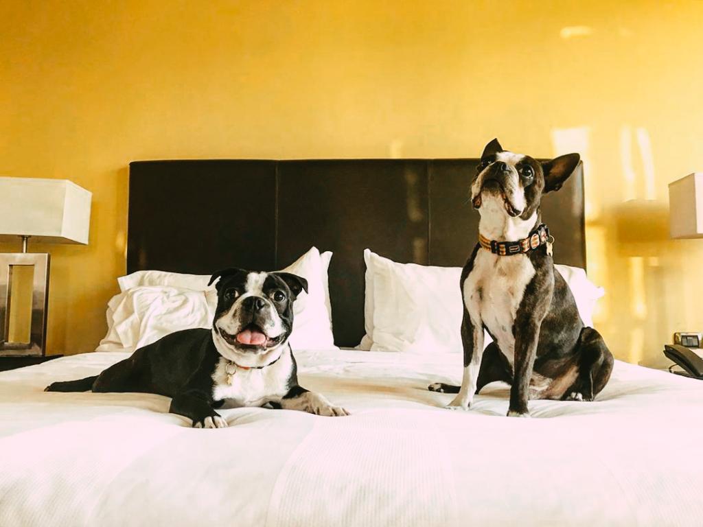 A los invitados especiales los tratamos como reyes 🐶 ❤️ 

📸 IG: elkiwiviajero