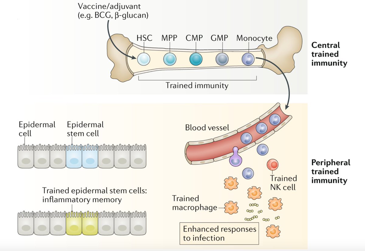 McHeyzer-Williams (@mmw_lmw) on Twitter photo #Trained_Immunity and Tolerance | Central and peripheral trained immunity | Eicke Latz <a href="/UniBonn/">Rheinische Friedrich-Wilhelms-Universität Bonn</a> <a href="/NatRevImmunol/">Nature Rev Immunol</a> buff.ly/2IqJ7el #Trained_Immunity and Tolerance | Central and peripheral trained immunity | Eicke Latz <a href="/UniBonn/">Rheinische Friedrich-Wilhelms-Universität Bonn</a> <a href="/NatRevImmunol/">Nature Rev Immunol</a> buff.ly/2IqJ7el