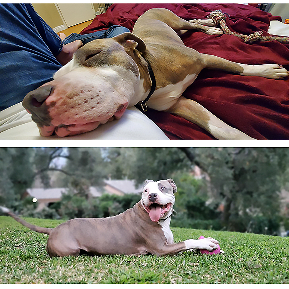 SpinaOrganics's tweet photo. As a survivor of the shelter, this beautiful sweet boy is safe in rescue but now looking for his forever home &amp; a lap to rest his head on! 
 You can meet him through the amazing Los Angeles rescue - @therealbark 
 #therealbark #echopark #pittienation #rescuedog #adoptadog https://t.co/lAZZv7vGXh