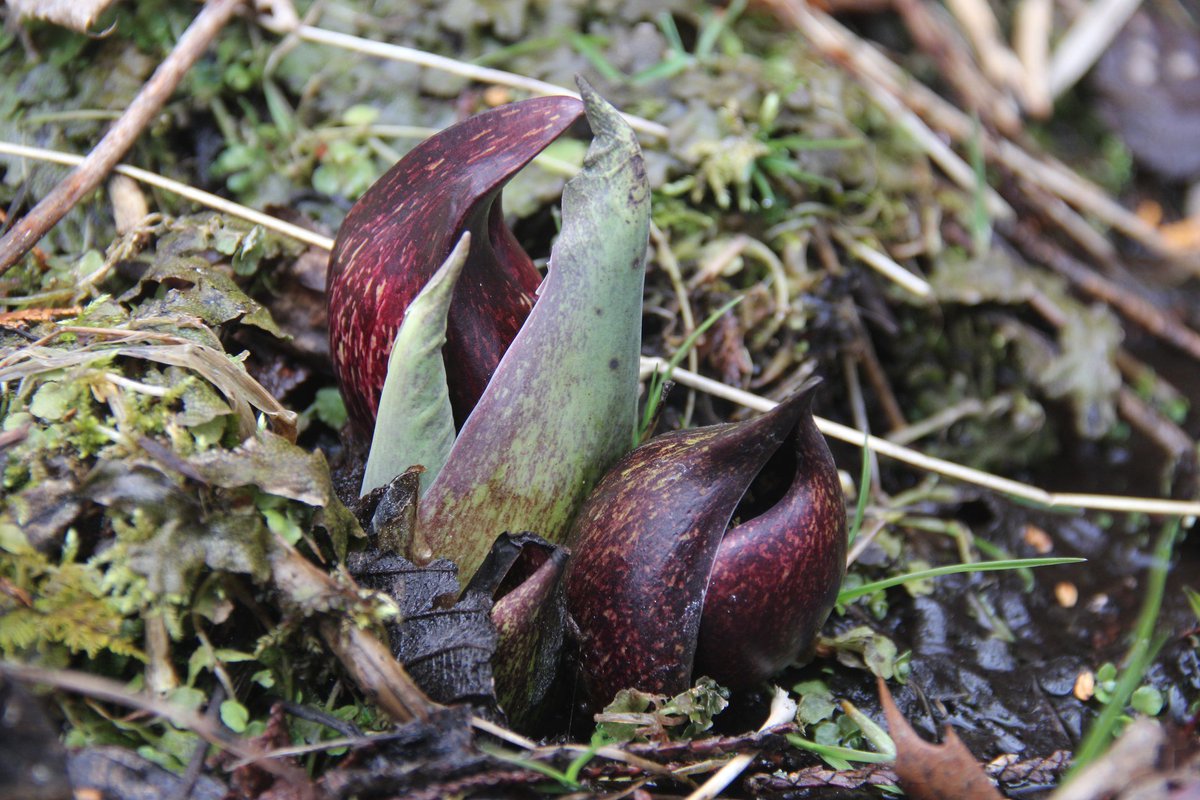 cwc_mi's tweet photo. The calendar may say it's still winter.  But if we can find wildflowers, it's spring.  Skunk cabbage FTW! https://t.co/CSJgIsFkJ8