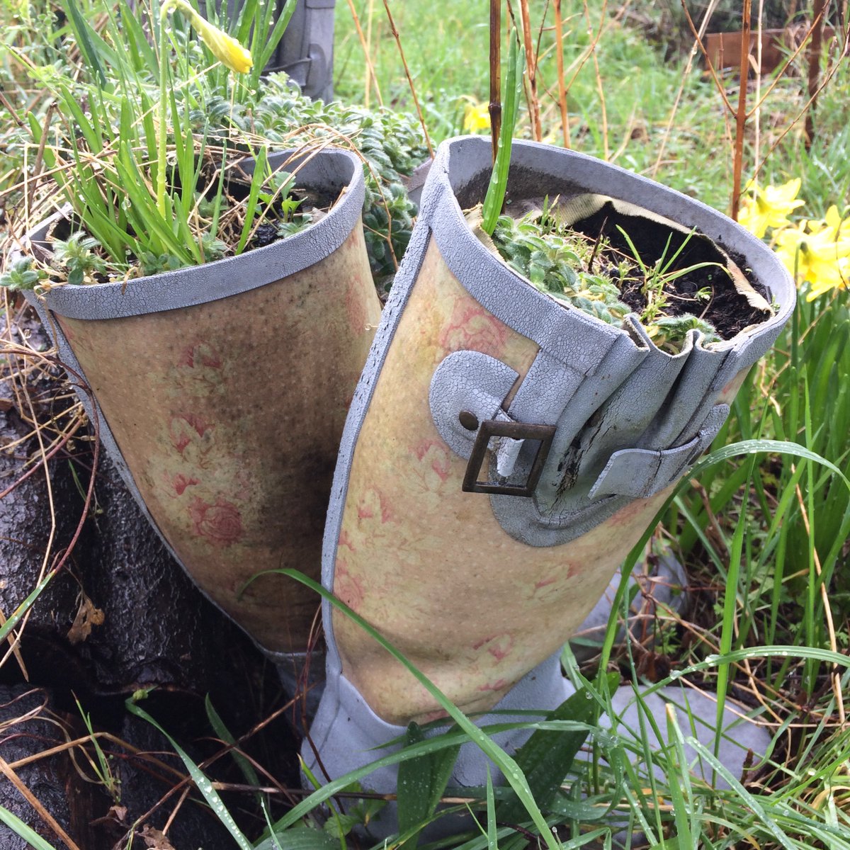 Fill ya boots... You can grow flowers in almost anything! We love that these old wellies have been reused as planters.
#allotmentlove #containers #planters