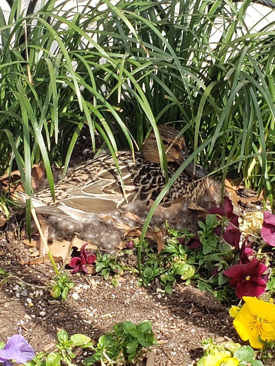 SLDdc's tweet photo. Went to visit our girl Donna today @farragut_fowl 🦆 https://t.co/S6iSsYp66a