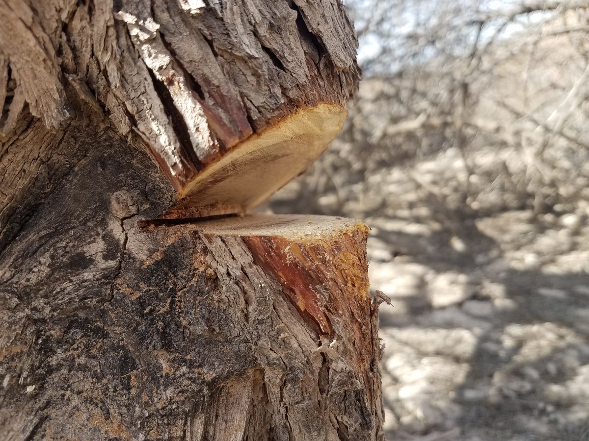 We had a 👌day in #ArrowCanyonWilderness setting up new sedimentation rate &amp; flood study with <a href="/USGS/">USGS</a> NV Water Sci Center &amp; <a href="/blmnv/">Bureau of Land Management- Nevada</a>!

Extensive fines over the past ~100 years = big dunes in the background. + 100 yr old mesquite throughout canyon are loaded w flood impact scars