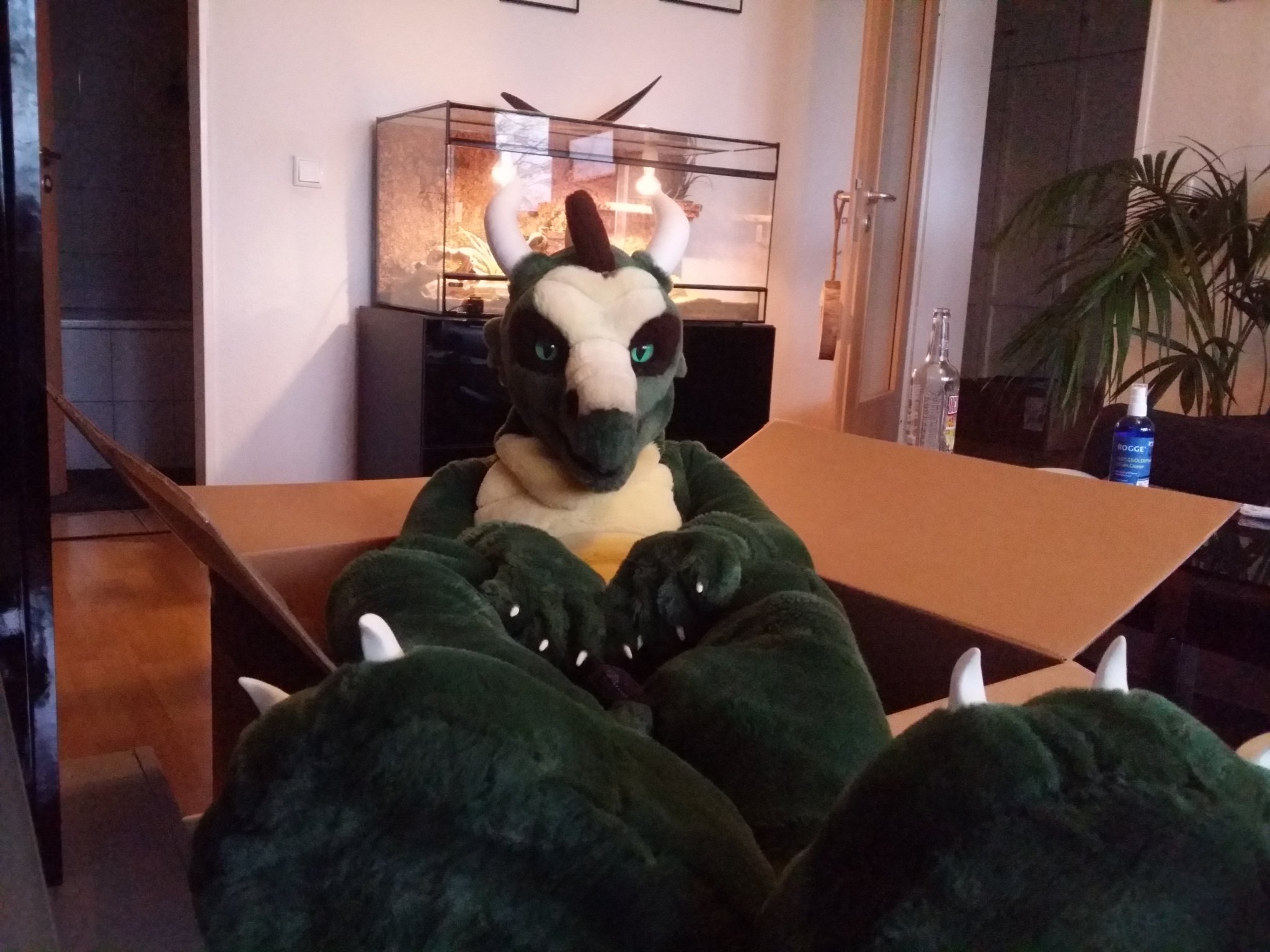 Akahito あかひと 焚火竜 What Did You Mean Dragons Are Just Big Cats With Wings I Have No Idea What You Mean But This Box Ist Still Comfortable With My Akahito あかひと 焚火竜 What Did You Mean Dragons Are Just Big Cats With Wings I Have No Idea What You Mean But This Box Ist Still Comfortable With My