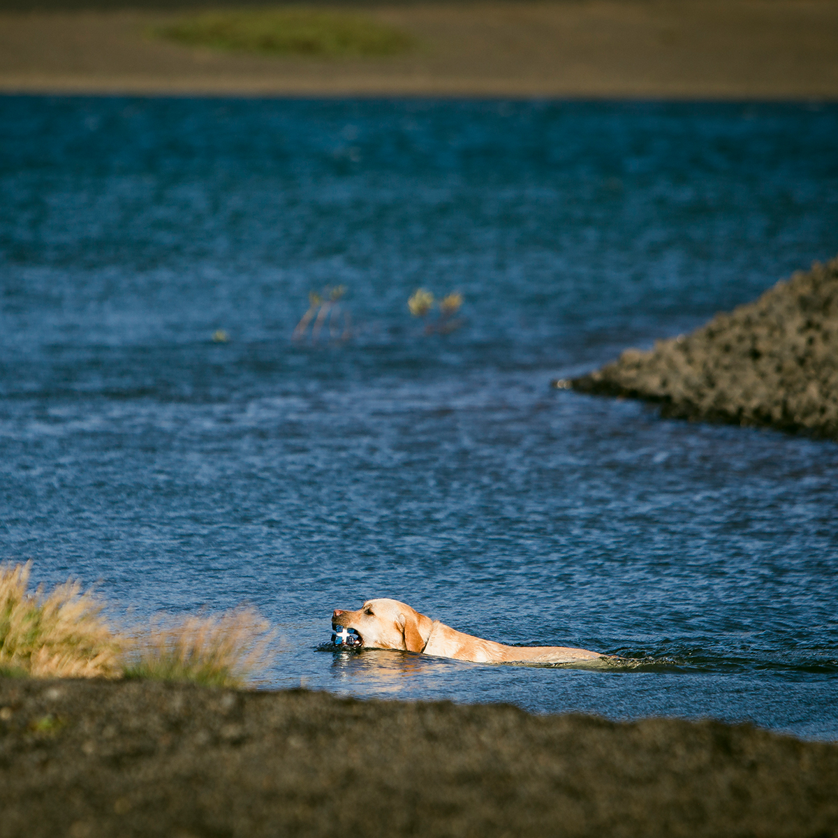 fetchfix's tweet photo. Does Fetchfix float in the water?
Does a Labrador Retriever retrieve?
Does Grizzly Adams have a beard?
#yes #itfloats #fetchfix #fetchface #fetchfanatics #fetch #thinkoutsidetheball #safedogtoys #madeinusa #dogsoftwitter #labradorretriever https://t.co/wSCj5FgGJi
