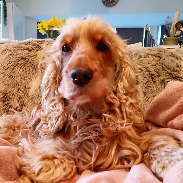 ASpanielsTail's tweet photo. Lottie watching the Crufts agility today 🥰

#aspanielstail #englishcockerspaniel #spaniel #spanielsofinstagram #InstaCocker #cockerspaniel #cockergram #cocker #dog #dogs #doglover #dogstagram #blog #dogblog https://t.co/rCJv11WivU