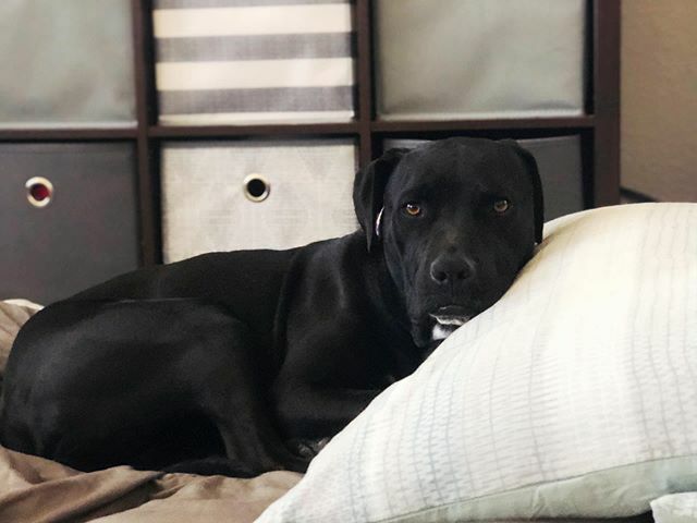 KaylaIzard's tweet photo. Little Boofie loves her person pillow. @azizard4 has the most luxurious,  best doggie beds. #koraizard https://t.co/p22namUC0n https://t.co/LboKzFHw2f