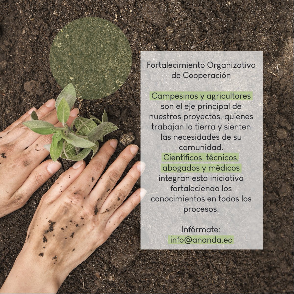 CooproAnanda's tweet photo. Estamos construyendo este proyecto para incentivar el desarrollo sostenible en las comunidades mediante la siembra de especies vegetales de alto valor agregado medicinal e industrial. 🌿 Te invitamos a conocer nuestras líneas de acción: https://t.co/tSxi85Go5A