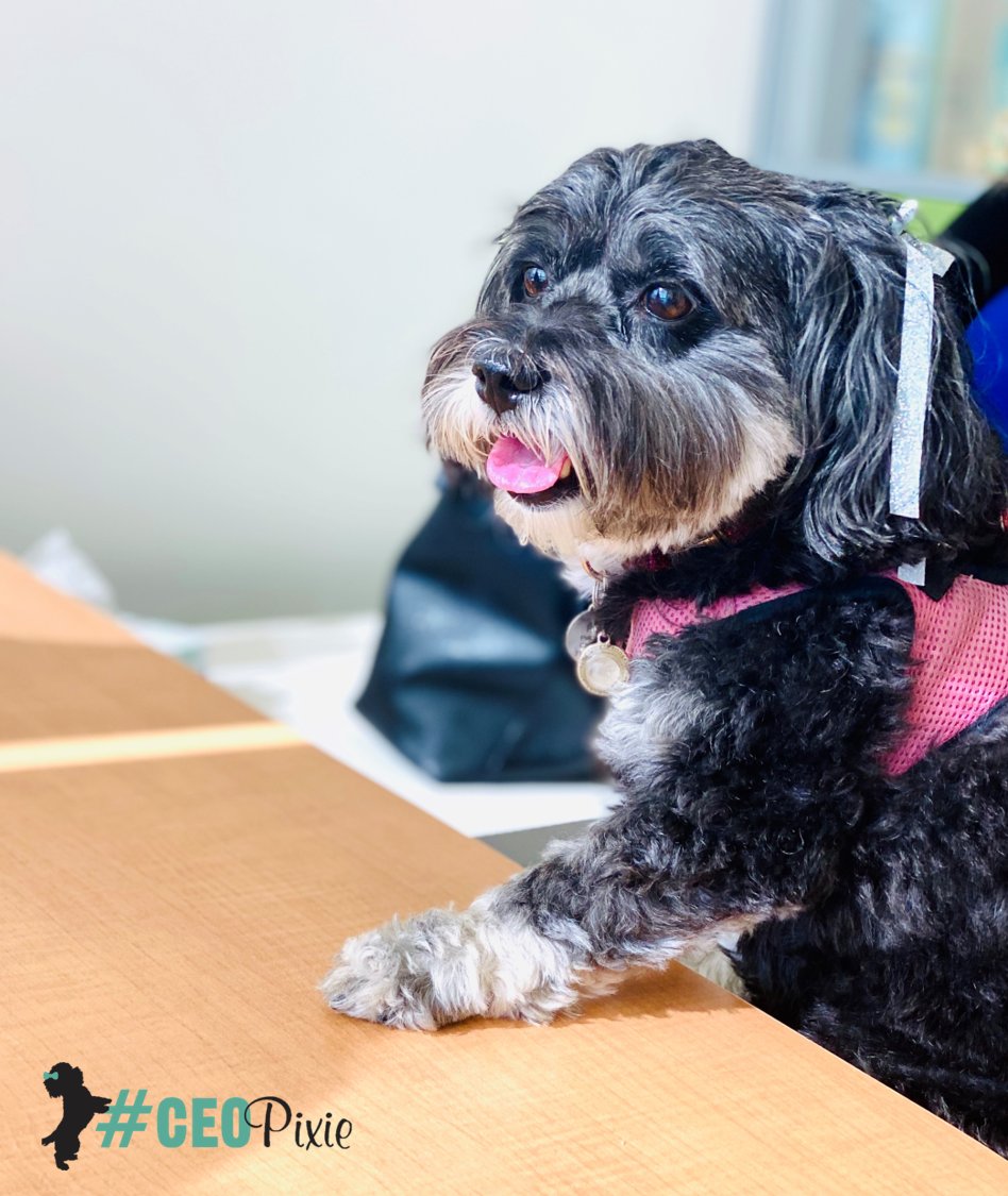 RoeandDon's tweet photo. It may be Friday but #CEOPixie is still in business mode. We caught her de-paw-siting her money before the workday ends.

Have a great weekend!

#RDAdvisoryGroup https://t.co/N7HXwdKEeo