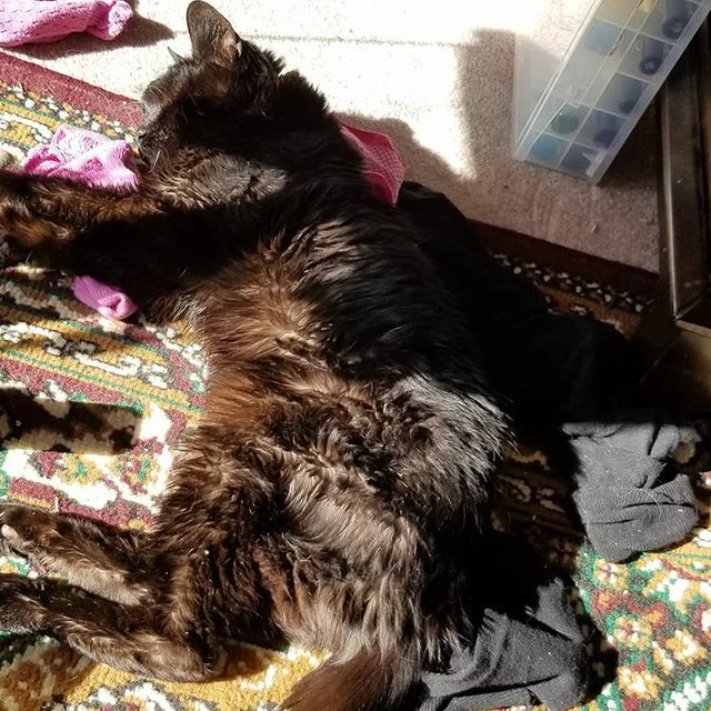 International sign of "you're not doing your laundry today." My cat is laying on my socks. ift.tt/2TKluTp