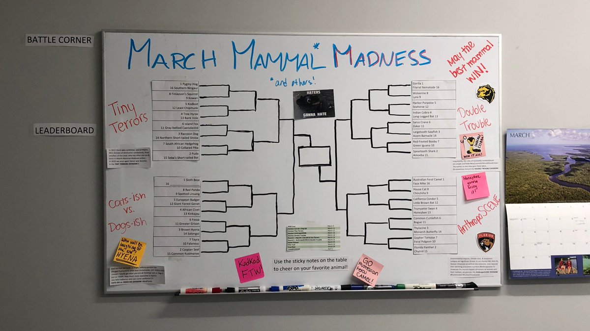 esa_sbi's tweet photo. We're all geared up and ready for @2020MMMletsgo Who's YOUR champion?! #MMM2020 #maythebestmammalwin https://t.co/0ywREpRL71
