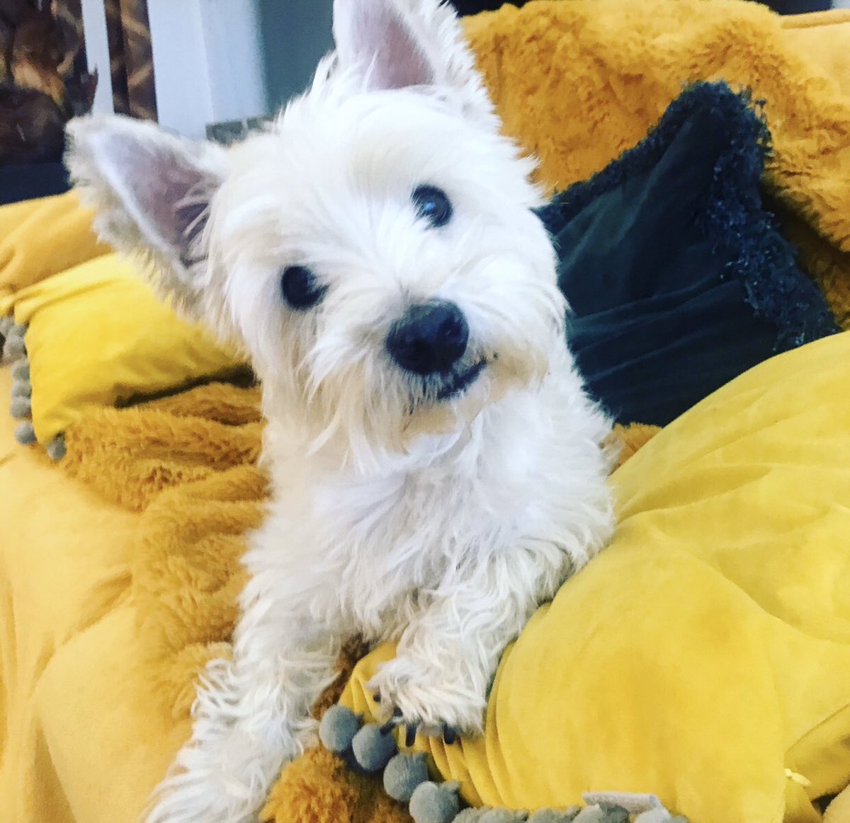 Gymjunky's tweet photo. 9 years old Westie Maxwell🐶🥰#crufts https://t.co/Uv8EWgefKI
