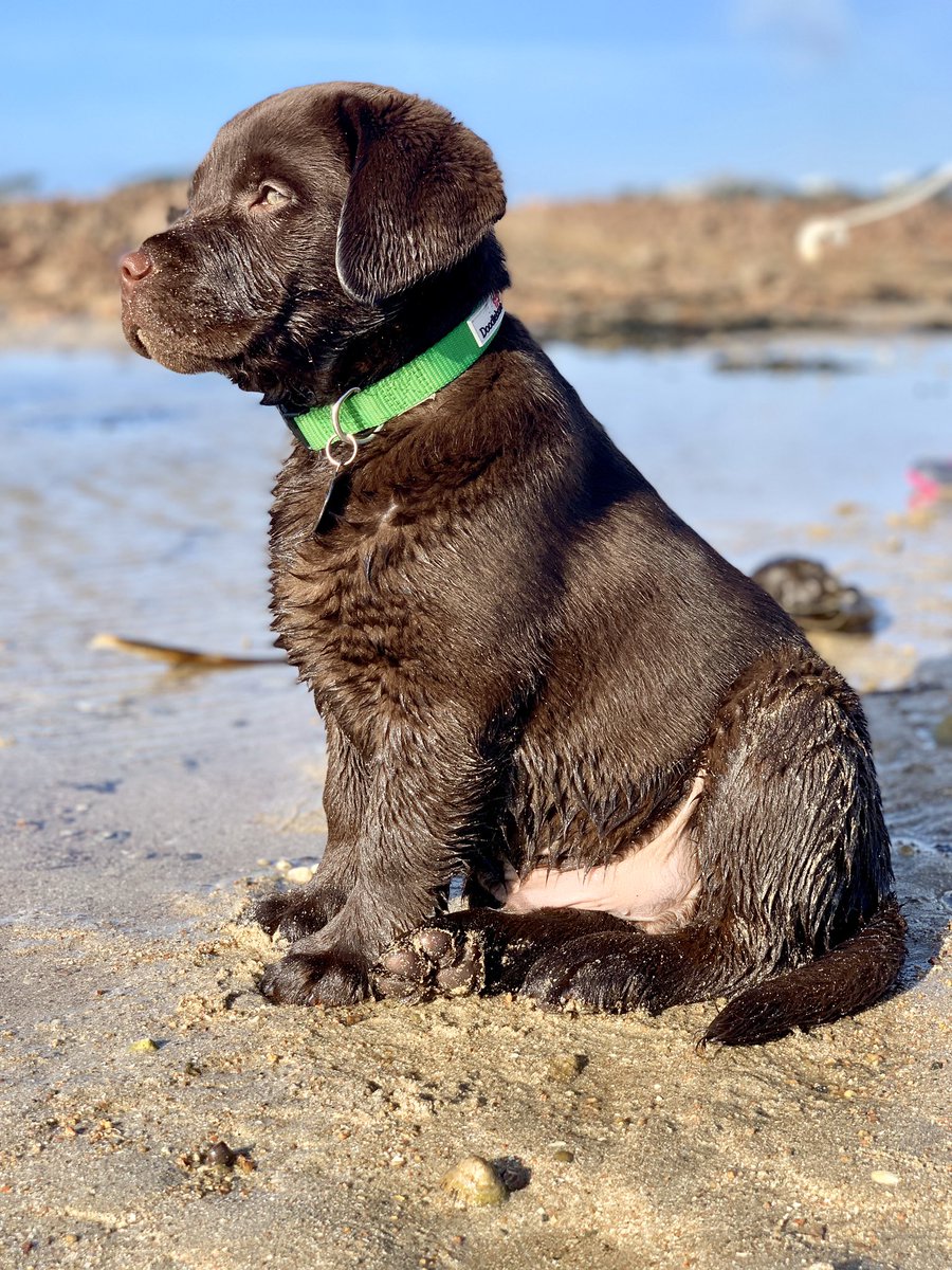VawserVictoria's tweet photo. Diggers loving beach life in Jersey #crufts2020 #Crufts https://t.co/jJMzJk6okc