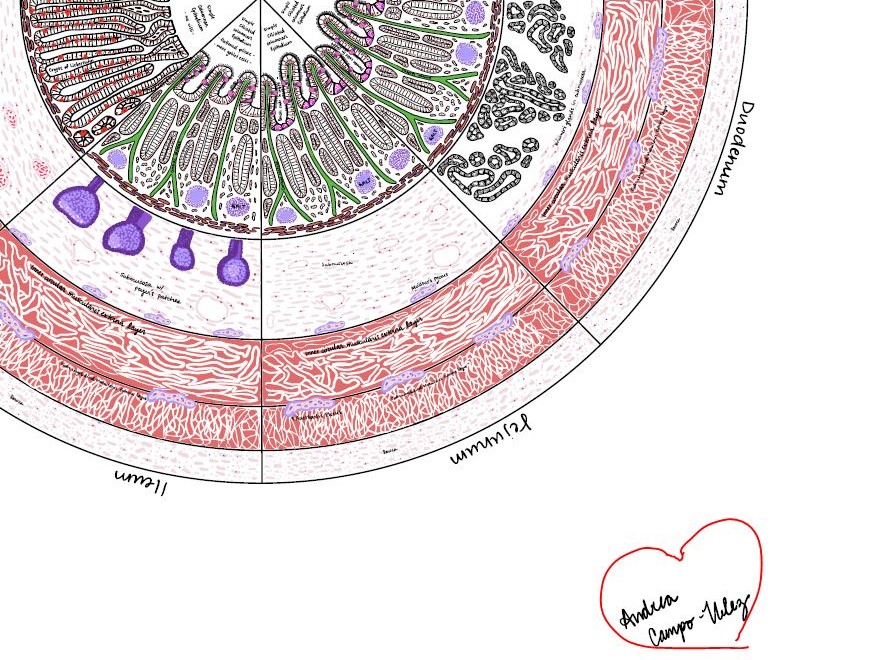 malgosia_wilk's tweet photo. For #OEWeek2020, I want to give a shout out to my incredible student-collaborators. They edit, write and draw beautiful things. This histology book will be ready for Fall 2020 so students won't go #textbookbroke. #pressbooks @LibrariansReed @utalibraries https://t.co/0PNDZjYd5Y