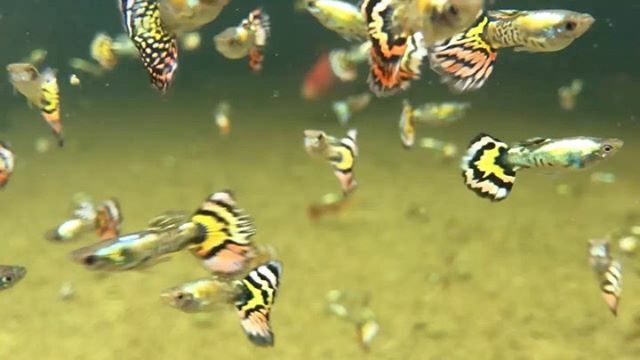 TropicalFishMia's tweet photo. Sunset Cobra Guppies now available to brighten up your community tank 🐠🌈. Pass by and check out these colorful guys !! Watch #Instavideo:https://t.co/lkAzZcF4en https://t.co/KcrxfX9eDU