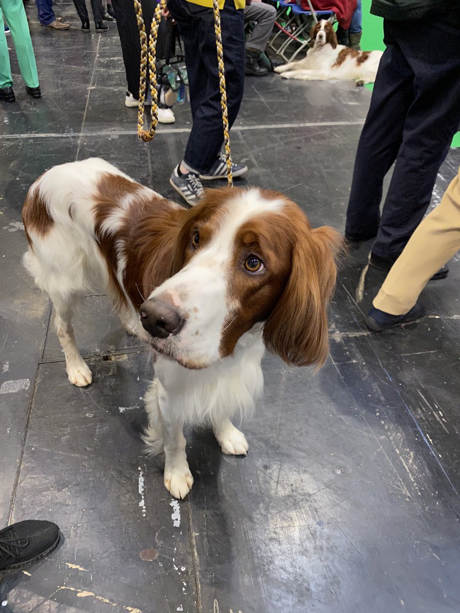 clarebalding's tweet photo. #Crufts coverage now on More4 and from 7.30pm on @Channel4. Enjoy the glory of the Gundog Group https://t.co/ef1bWIA7A9