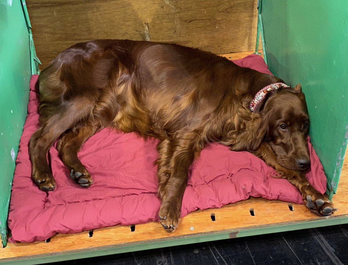 clarebalding's tweet photo. #Crufts coverage now on More4 and from 7.30pm on @Channel4. Enjoy the glory of the Gundog Group https://t.co/ef1bWIA7A9
