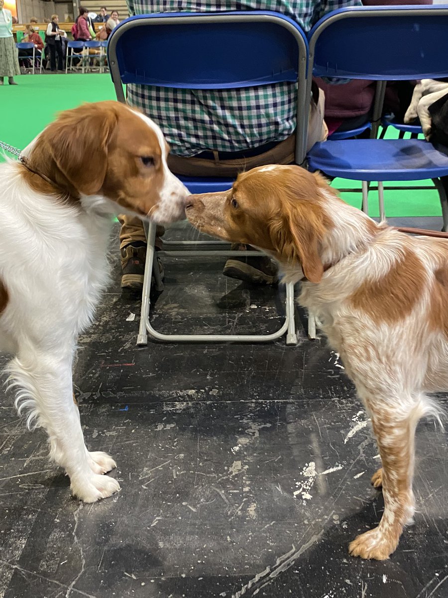 clarebalding's tweet photo. #Crufts coverage now on More4 and from 7.30pm on @Channel4. Enjoy the glory of the Gundog Group https://t.co/ef1bWIA7A9