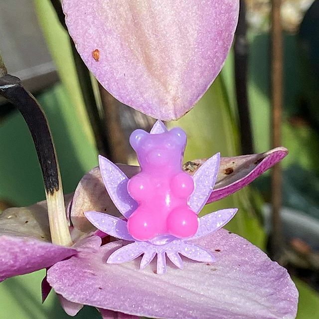 MissGthumb's tweet photo. A Beary 🐻 Friendly Reminder 💚
100% OF THE PROFITS FROM @cannabearsjewelry SALES GO DIRECTLY TO CANNABIS CHARITIES, VETERANS CHARITIES &amp; LOCAL/STATE/NATIONAL PARKS! . . .💜.💖.💜. . . “Purple Passions” was mingling with our #orchids yesterday and we … https://t.co/mVu9rpi8ko https://t.co/SnR4WMOQql