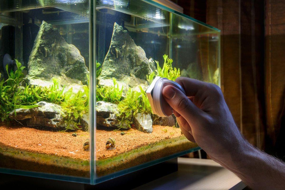 ApexMagnets's tweet photo. Cleaning a messy aquarium not only takes a lot of time but honestly, it can get pretty gross.  

Check out how people are using magnet aquarium cleaners to get the job done: https://t.co/Cm2vWs4Gt2 https://t.co/HIweZccnzW
