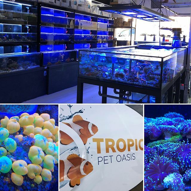 fishstreet_de's tweet photo. @tropicalpetoasis was a great start for the tour today #reeftank https://t.co/8ZB2CCwMSu https://t.co/UCgr3inFZ4