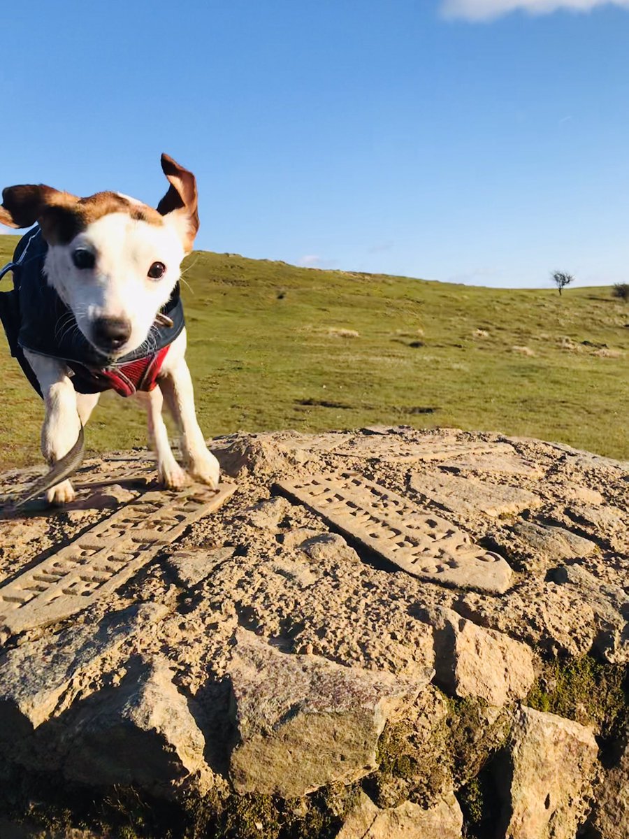 Rhianftw's tweet photo. Action shot of Oscar at the top of a big hill on a windy day! #Crufts #crufts2020 https://t.co/9XUPfRpcsa
