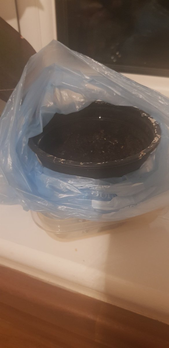 astra_hub's tweet photo. Good Science lesson today although the flowers didnt grow as well as hoped. Planting at home for next weeks lesson! #primarytakeover #science #plants #lifeofaprimarytrainee https://t.co/xikh3jvvGq