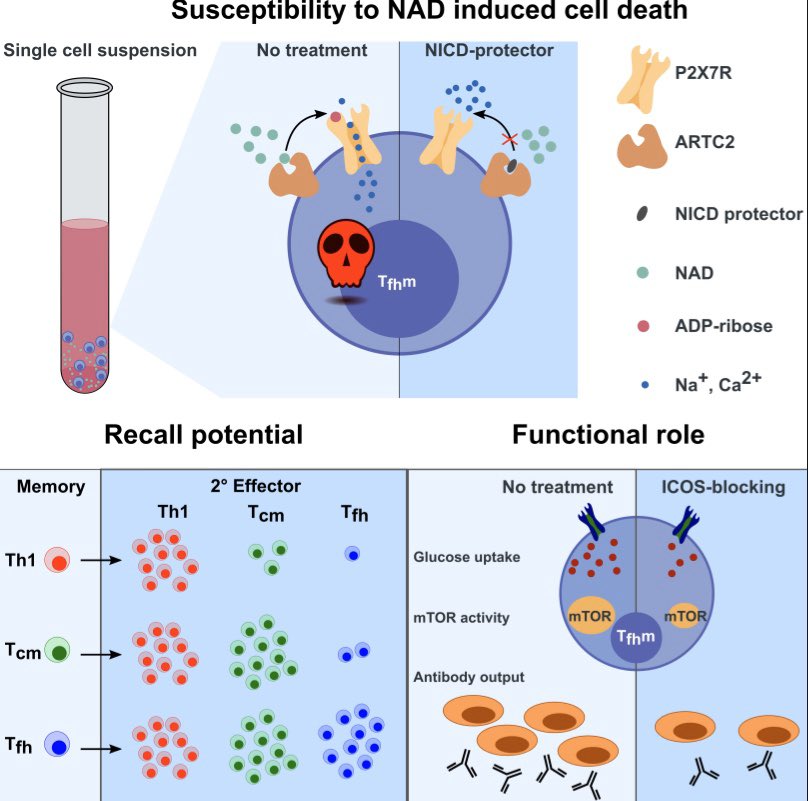 KuenzliMarco's tweet photo. We made it! One day after #KScellmemory & #KSBcell the first paper of the @ImmunologyKing lab 👑 is out @SciImmunology!🤩 #TFH (but not TCM) cells persist upon LCMV >400 days but have been overlooked due to their susceptibility to cell death! link: https://t.co/RLzDUVoH75 https://t.co/EBCtSpN54o