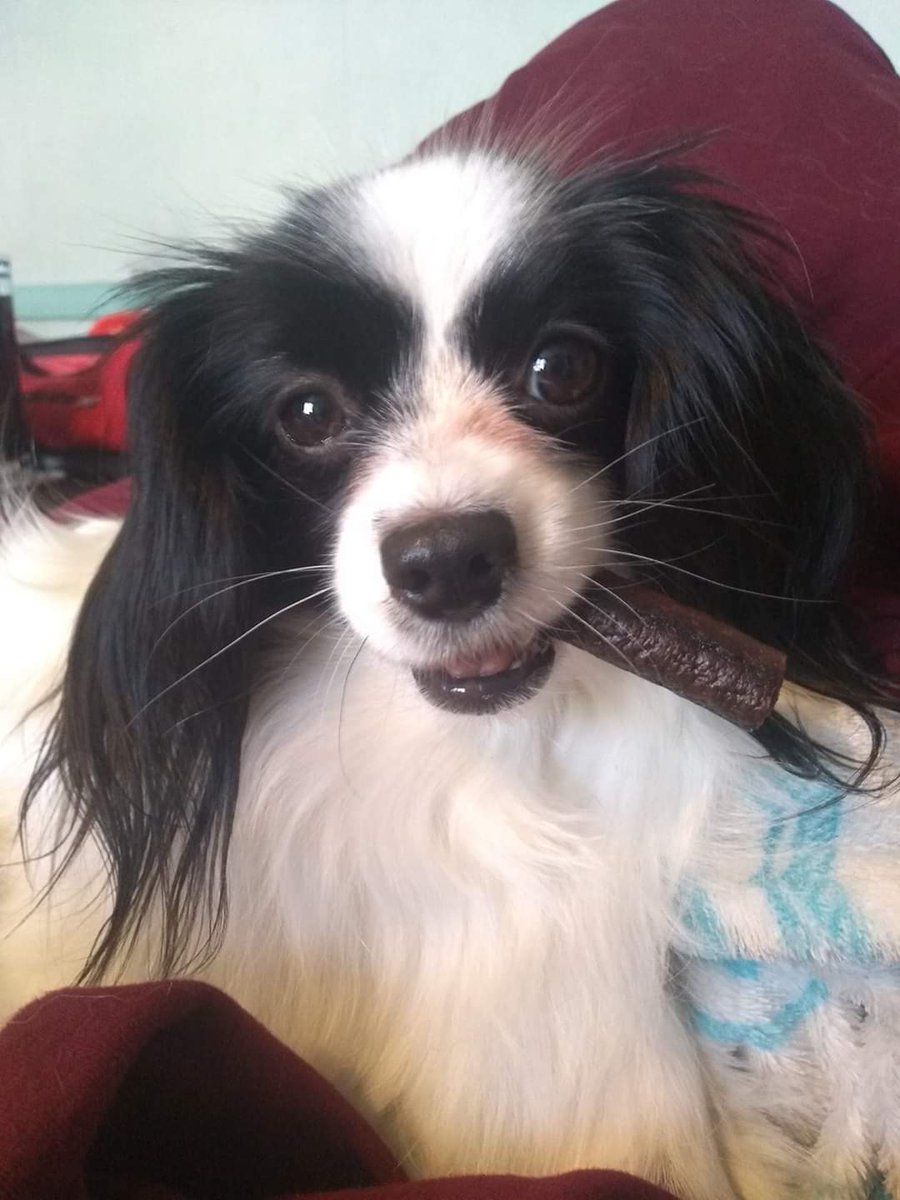 saphyria09's tweet photo. Lottie the Papillon is very happy with the treats brought home from #crufts2020 https://t.co/ojFGJ0XA9x