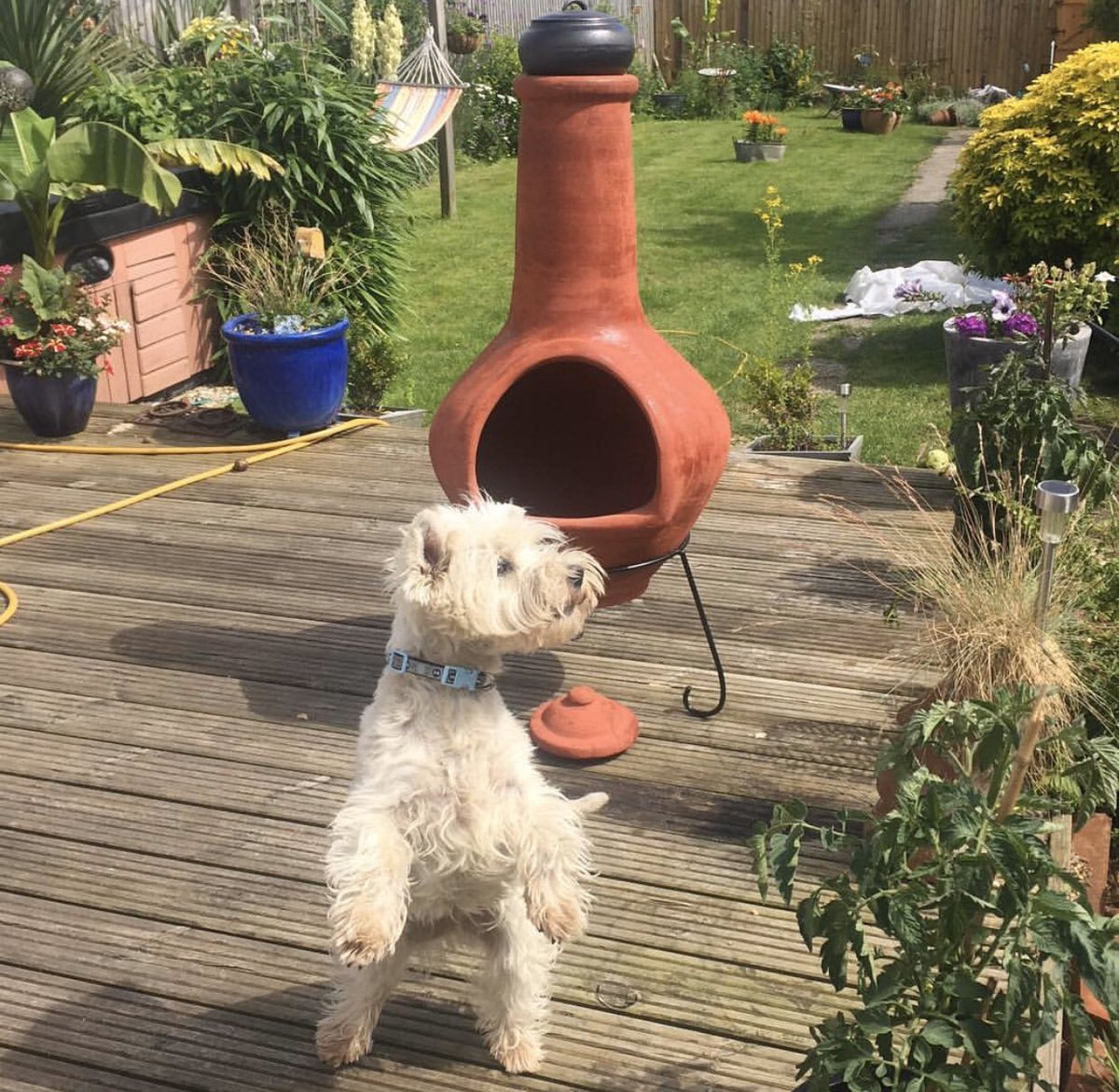 Gymjunky's tweet photo. Maxwell my 9 year old Westie loves to chase 🐝🐝 #Crufts #crufts2020 https://t.co/FOqZuIhdSN
