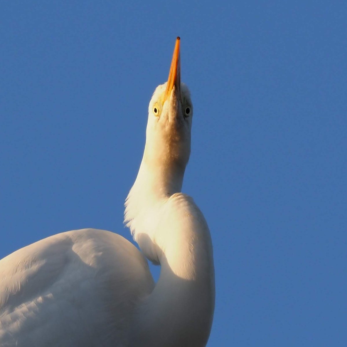 ট ইট র くりもな 鳥がメインの写真垢 変な顔 撮れました ダイサギかチュウサギの幼鳥です ট ইট র くりもな 鳥がメインの写真垢 変な顔 撮れました ダイサギかチュウサギの幼鳥です