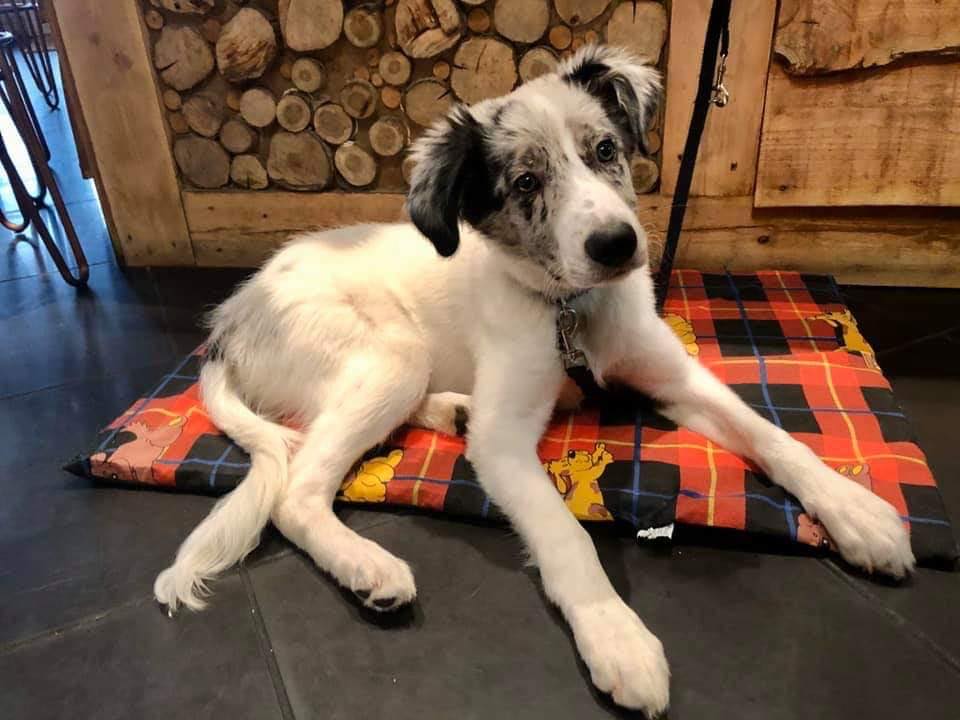 If you're out an about with your doggies this weekend, don't forget... we LOVE dogs! We are super dog friendly and if you are eating, your 4 legged friend eats for free from our specially prepared 'doggie menu' 🐾