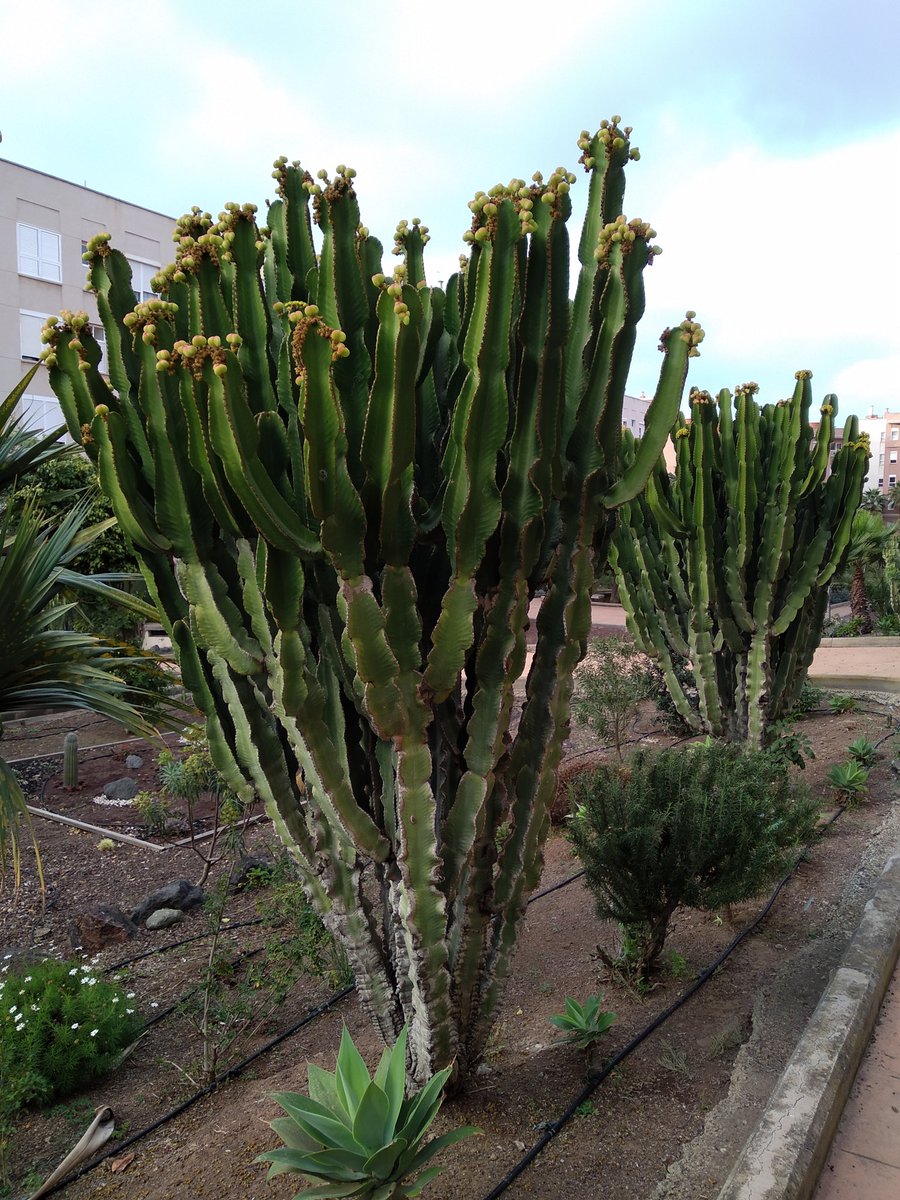 bermaxo09's tweet image. #captus #flores #flowers2sky #flowers #flowerstagram #flowers_earth #flowerstyle #flowerslovers #flowersofinstagram #flowerstyles_gf
instagram.com/p/B9Z1urlogGO/…