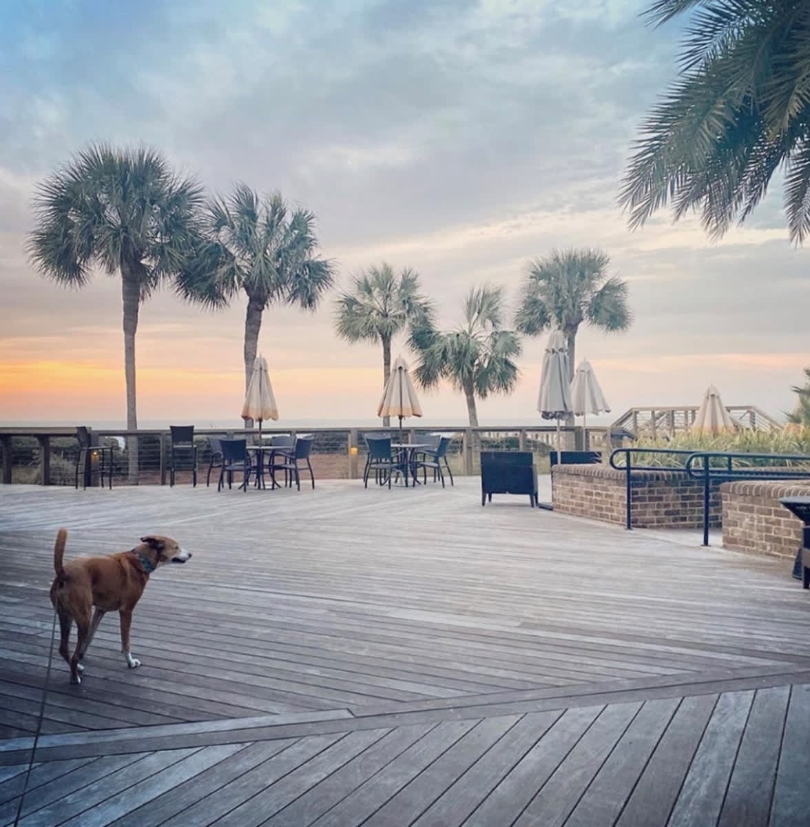 Start your weekend right with a walk to the Sea Pines Beach Club. 📸: @livingthelowcountrylife