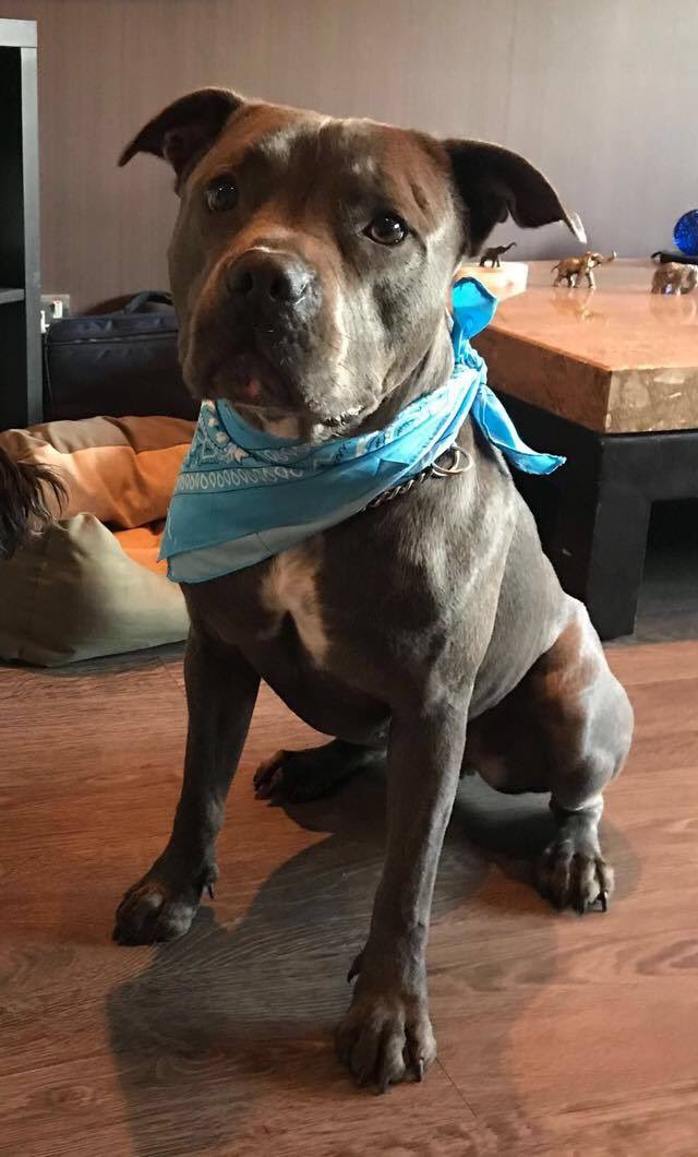 _dogandbone_'s tweet photo. PLEASE ..... WATCH and RETWEET our video of missing CODY the STAFFORDSHIRE BULL TERRIER .... Let’s bring Cody home! #FridayFeeling #findcody #crufts2020 #missingdog @facebook https://t.co/1dLivXvMtP ..... https://t.co/NcwvBmHEDu https://t.co/Sh95GK8LnY