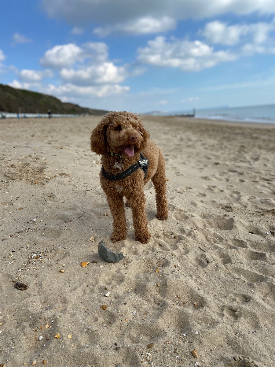 Gus on his favourite beach 💕 #Crufts