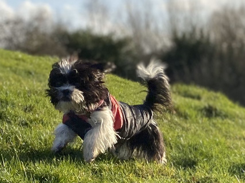 slw_81's tweet photo. Maggie (shih tzu/Yorkshire terrier cross) living her best life #crufts #crufts2020 #shorkie https://t.co/JYtHmXoF7O